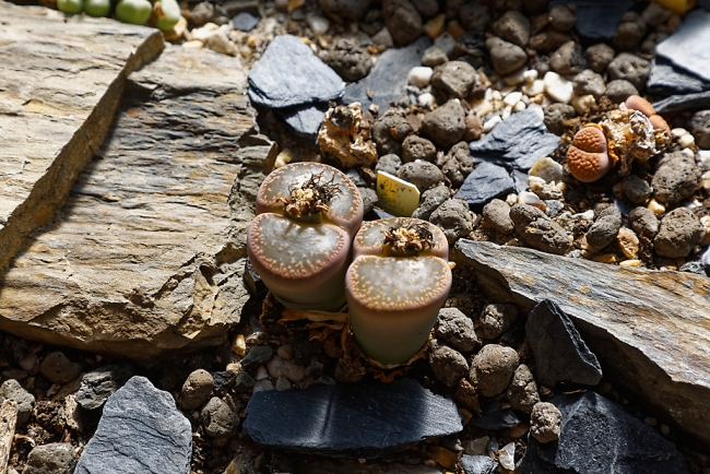 Jardin Botanique de la Bastide-003